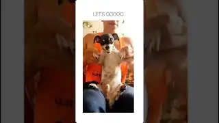 Brave dog 🐕 😂 #funny #dog #brave