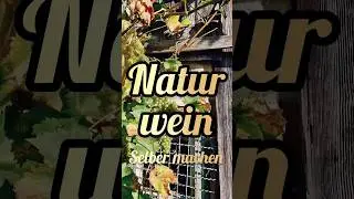 Naturwein Wein selber machen