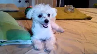 kiko1
