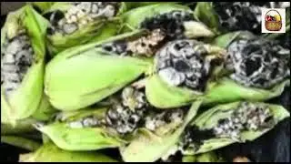 Huitlacoche en peligro de extinción