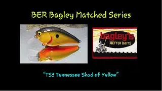 BER Bagley's Series: "TS3 Tenn Shad on Yellow"
