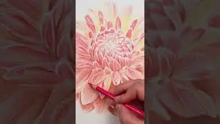 Let's Draw A... Dahlia Flower #coloredpencil #drawing #polychromos #colouredpencil #art