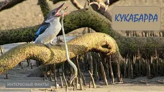 КУКАБАРРА🐦/Животные life/Птицы/Животные/Интересные факты