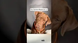 Mein HUND ist ein AGENT 🕵️‍♂️👀