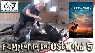 Die Filmpferde von Ostwind (5) ganz privat - Der große Orkan - Filmpferde.com