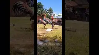 pitik tarung#shorts