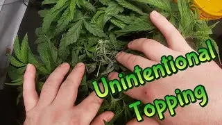 Week 5 Autoflowers & Autopots (Unintentional Topping)
