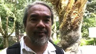 The Golden Tree - Found Geocaching