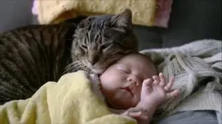 Funny Sleepy Animals - Special Funny Compilation 2016