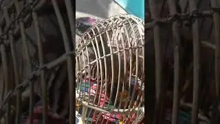 Кабки шикори охота кеклик