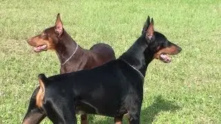 Traveling Dobermans