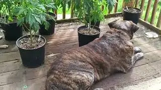 Cannabis & Dogs... Dogs Found Some Shade Trees...