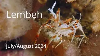 Lembeh - July 2024