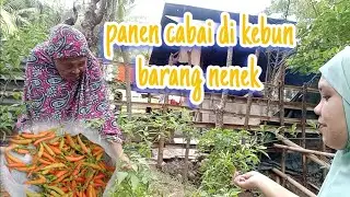 panen cabai di kebun bersama nenek