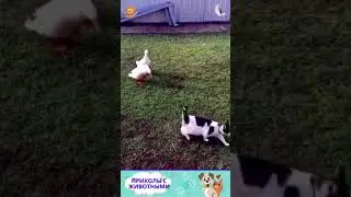 приколы с животными, нарезка , веселые коты и собаки  , кошки  #cat #dogs #animals #shorts