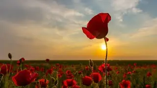 WILDFLOWERS & RESURRECTION