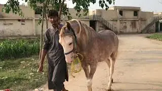 Stallion Horses #equestrianlife#breeding#firsttime#meeting#horse#animals#equine#crossing#enjoy#pony