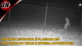 Criatura estranha é flagrada em zoológico do Texas e intriga autoridades
