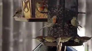 Sparrows Eating Bird Seeds