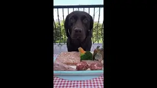 又是哪位小可爱又给凳凳子点了“鸭脑壳”  dog reviews food