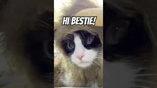 Hi bestie! Reminder for you! #cat #cats #meow #shorts #reels #funny #bestie #bestfriend #reminder