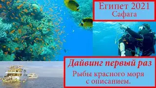 ЕГИПЕТ 2021. ДАЙВИНГ в Красном море с RuSafaga!!! Описание рыб! Египет 2021, Сафага, Хургада.