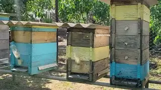 Пасіка вихідного дня 🏃 Огляд пасіки 01.07.2023. Медодаї на городі