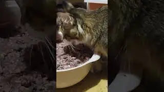 Мейн-куны кушают #мейнкун #кот #mainecoon #котятамейнкун #домашниеживотные #kitten #котики