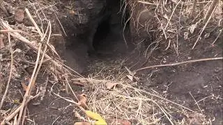Охота на барсука. Часть 4. Ещё одна нора