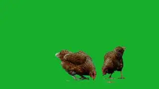 Green Screen Chicken - Free