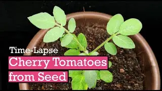 How Cherry Tomato Plants Grow In 4 Weeks | Time Lapse