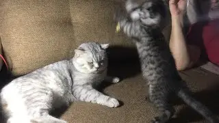 Наши Котики👈🥰😻