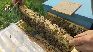 Пасіка дяді Міші - Медові бджоли нанесли акацію в нуклеуси 😲