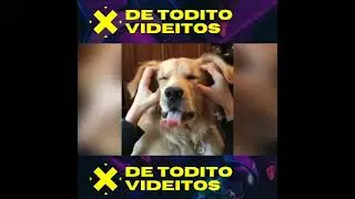 ANIMALES GRACIOSOS 🐈😹😹