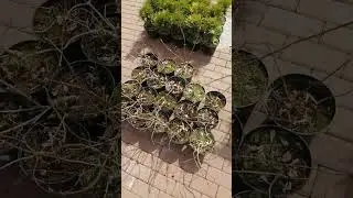 Гортензия метельчатая Фантом