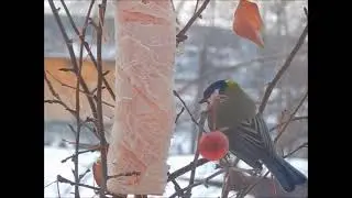 Всё как улюдей!