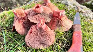 Kardan Sonra  Kanlıca Avı
