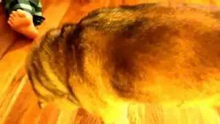 Omi refuses to allow brushing. Shiba with a 'tube