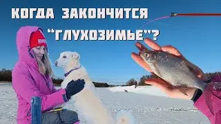 НА ЗИМНЮЮ РЫБАЛКУ С СОБАКАМИ! Ёрши клюют в каждой лунке, а я ищу белую рыбу подо льдом!