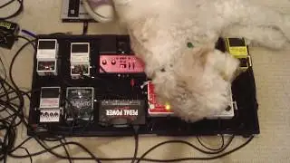 Dogs and pedalboards don't mix!