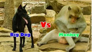 OMG..!! Big Black Try To Attacked Monkey Of Amari Group, Dee Dee Bring Her Baby Delena To High Tree