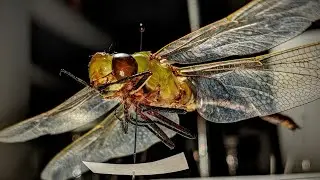 My Insect Collection Tour (2022!) Year one specimens so far... 🪲