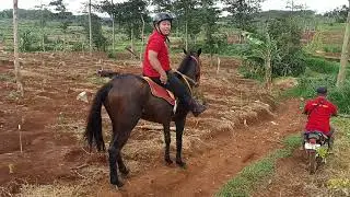 Berkuda tetap jaya