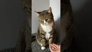 Умный кот Вася