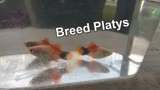 How To Breed Platy