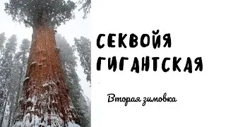 Секвойя. Вторая зима. Открытый грунт.