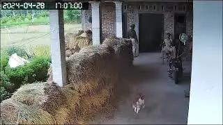oyen sewaktu belom pergi dari rumah#cat #catlover #funny #lovecat
