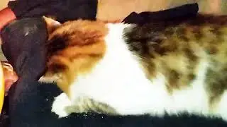 Кот Эндер Ест Кошачью Мяту со Строителя [12]