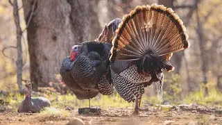 STRUTT'N 360 Turkey Decoy Motion System | STRUTT'N Brand