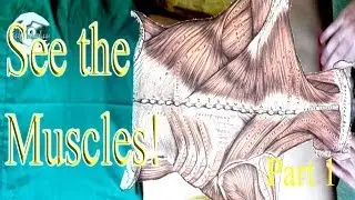 Therapeutic Back Massage Routine Part 1